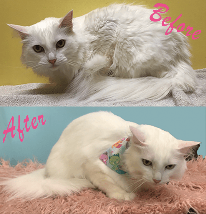 Mobile Cat Grooming. Luxury Austin Pawz. Contact us 888-452-7299 to book your cats luxury Spaw bath & brush.
888-4la-pawz, 8884lapawz, best cat groomer near me, Cat claw trimming service, cat groomer, cat groomer austin, cat groomer near me, cat groomers, cat groomers near me, cat grooming, cat grooming Austin, cat grooming near me, cat grooming services, cat haircuts, la pawz, LAPawzLLC, luxury austin pawz, LUXURY AUSTIN PAWZ, Certified Mobile Cat Groomers, mobile cat groomer, mobile cat groomer near me, mobile cat groomers near me, mobile cat grooming, mobile cat grooming Austin, mobile cat grooming near me, mobile groomers near me, pawz, Carolyn's Mobile Cat Grooming, Carolyn's Cat Grooming, Aussie Pet Mobile ATX, Aussie Pet Mobile, Mobile Cat Grooming in Austin, Buda, Cedar Park, Driftwood, Dripping Springs, Kyle, Lago Vista, Leander, Manchaca, Mc Neil, San Marcos, Spicewood, Wimberley