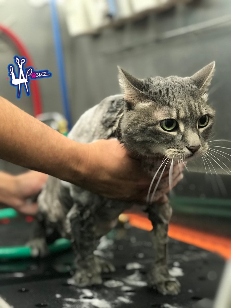 Mobile Cat Grooming. A sweet kitty getting his first bath.
888-4la-pawz, 8884lapawz, best cat groomer near me, Cat claw trimming service, cat groomer, cat groomer austin, cat groomer near me, cat groomers, cat groomers near me, cat grooming, cat grooming Austin, cat grooming near me, cat grooming services, cat haircuts, la pawz, LAPawzLLC, luxury austin pawz, LUXURY AUSTIN PAWZ, Certified Mobile Cat Groomers, mobile cat groomer, mobile cat groomer near me, mobile cat groomers near me, mobile cat grooming, mobile cat grooming Austin, mobile cat grooming near me, mobile groomers near me, pawz, Carolyn's Mobile Cat Grooming, Carolyn's Cat Grooming, Aussie Pet Mobile ATX, Aussie Pet Mobile, Mobile Cat Grooming in Austin, Buda, Cedar Park, Driftwood, Dripping Springs, Kyle, Lago Vista, Leander, Manchaca, Mc Neil, San Marcos, Spicewood, Wimberley