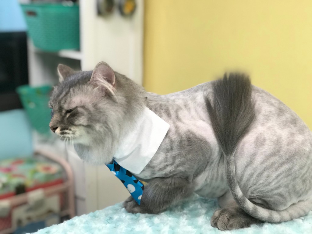 Mobile Cat Grooming. Luxury Austin Pawz. Lion Cut by Madame Moxie. Contact us 888-4LA-PAWZ
888-4la-pawz, 8884lapawz, best cat groomer near me, Cat claw trimming service, cat groomer, cat groomer austin, cat groomer near me, cat groomers, cat groomers near me, cat grooming, cat grooming Austin, cat grooming near me, cat grooming services, cat haircuts, la pawz, LAPawzLLC, luxury austin pawz, LUXURY AUSTIN PAWZ, Certified Mobile Cat Groomers, mobile cat groomer, mobile cat groomer near me, mobile cat groomers near me, mobile cat grooming, mobile cat grooming Austin, mobile cat grooming near me, mobile groomers near me, pawz, Carolyn's Mobile Cat Grooming, Carolyn's Cat Grooming, Aussie Pet Mobile ATX, Aussie Pet Mobile, Mobile Cat Grooming in Austin, Buda, Cedar Park, Driftwood, Dripping Springs, Kyle, Lago Vista, Leander, Manchaca, Mc Neil, San Marcos, Spicewood, Wimberley